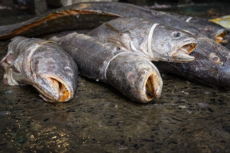 Dead fish on sale at the fish market inside New Market, Kolkata, India, 2022