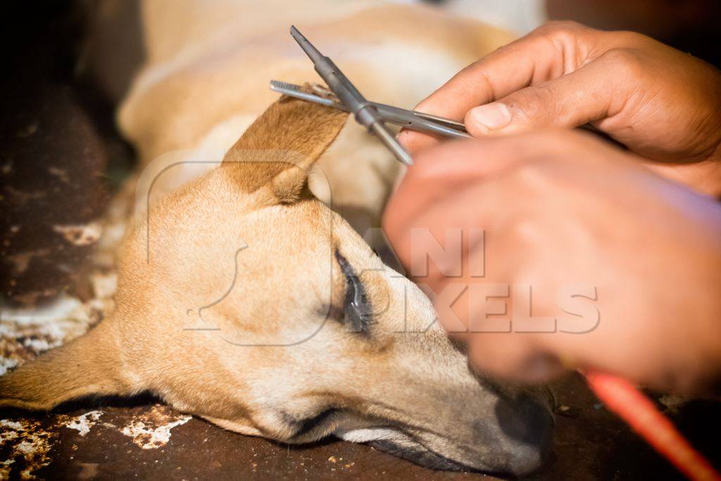 Notch being cut in street dog