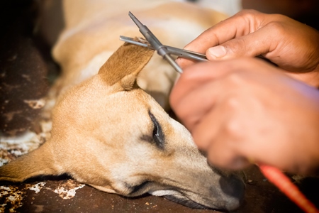 Notch being cut in street dog