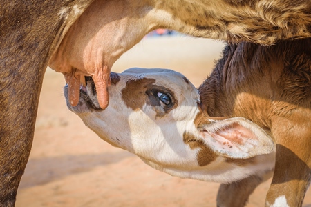 Baby calf suckling milk from mother street cow on beach in Goa in India