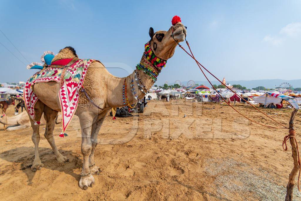 Decorated Indian camels in a field at Pushkar camel fair or mela in Rajasthan, India, 2019