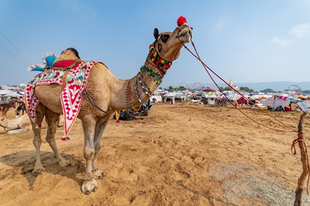 Decorated Indian camels in a field at Pushkar camel fair or mela in Rajasthan, India, 2019