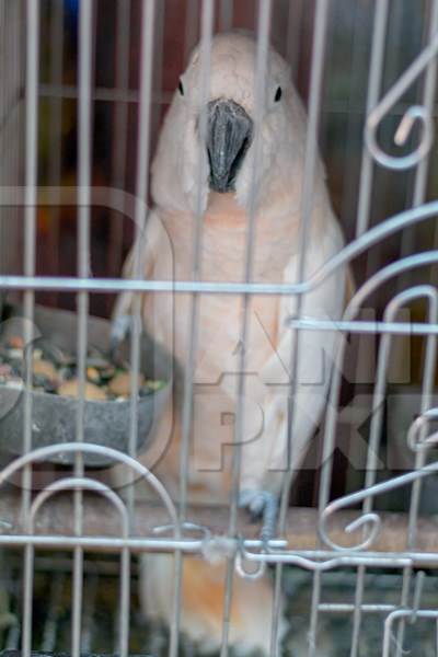 Cockatoo exotic bird with white feathers and pinkish tinge in cage on sale at Crawford pet market in Mumbai, India