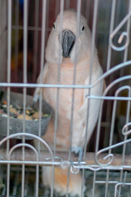 Cockatoo exotic bird with white feathers and pinkish tinge in cage on sale at Crawford pet market in Mumbai, India