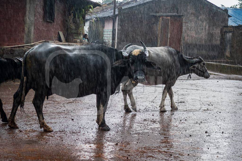 Small herd of farmed Indian buffaloes in the monsoon rain in a rural village in the countryside in Maharashtra, India, 2021
