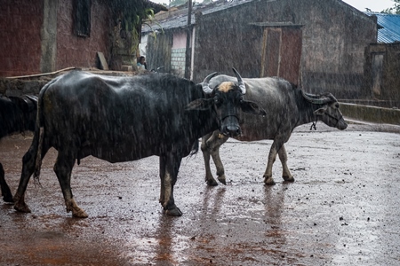 Small herd of farmed Indian buffaloes in the monsoon rain in a rural village in the countryside in Maharashtra, India, 2021