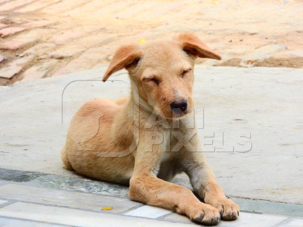 Brown street puppy with eyes closed