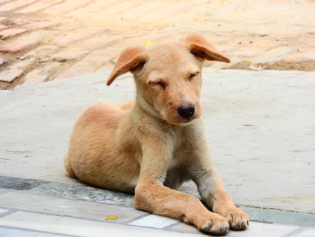 Brown street puppy with eyes closed