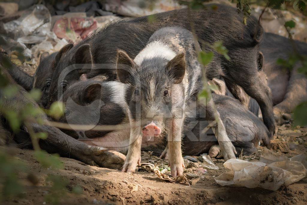 Indian feral mother pig and piglets on wasteland next to a garbage dump in a city in Maharashtra, India, 2022