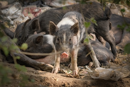 Indian feral mother pig and piglets on wasteland next to a garbage dump in a city in Maharashtra, India, 2022