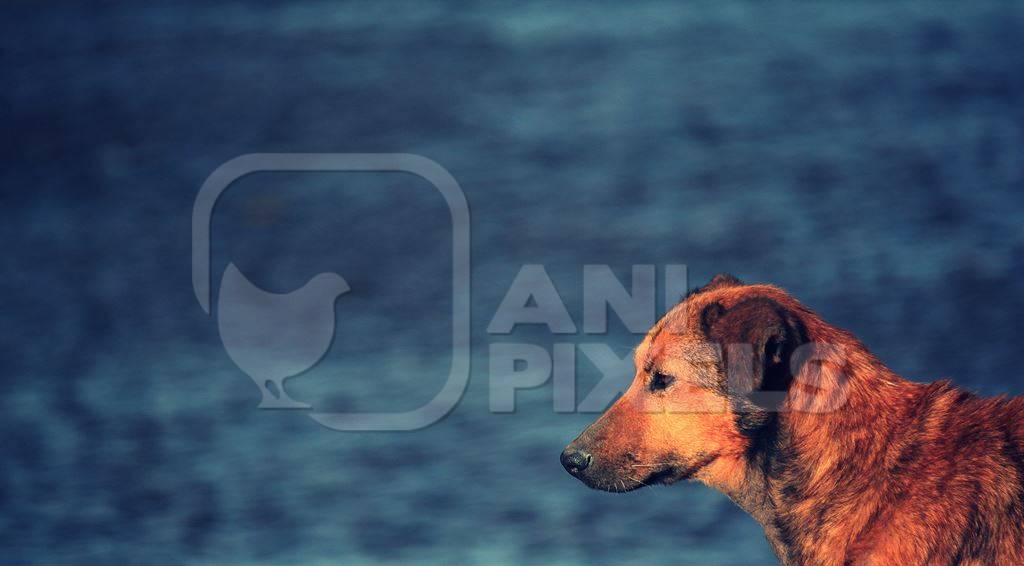 Street dog in front of dark blue sea
