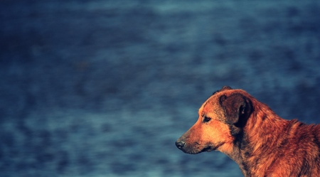 Street dog in front of dark blue sea