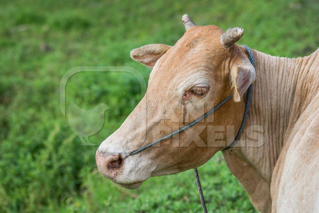 Brown working cow or bullock crying with nose rope and green grass background in rural field in countryside in Assam