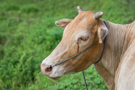 Brown working cow or bullock crying with nose rope and green grass background in rural field in countryside in Assam