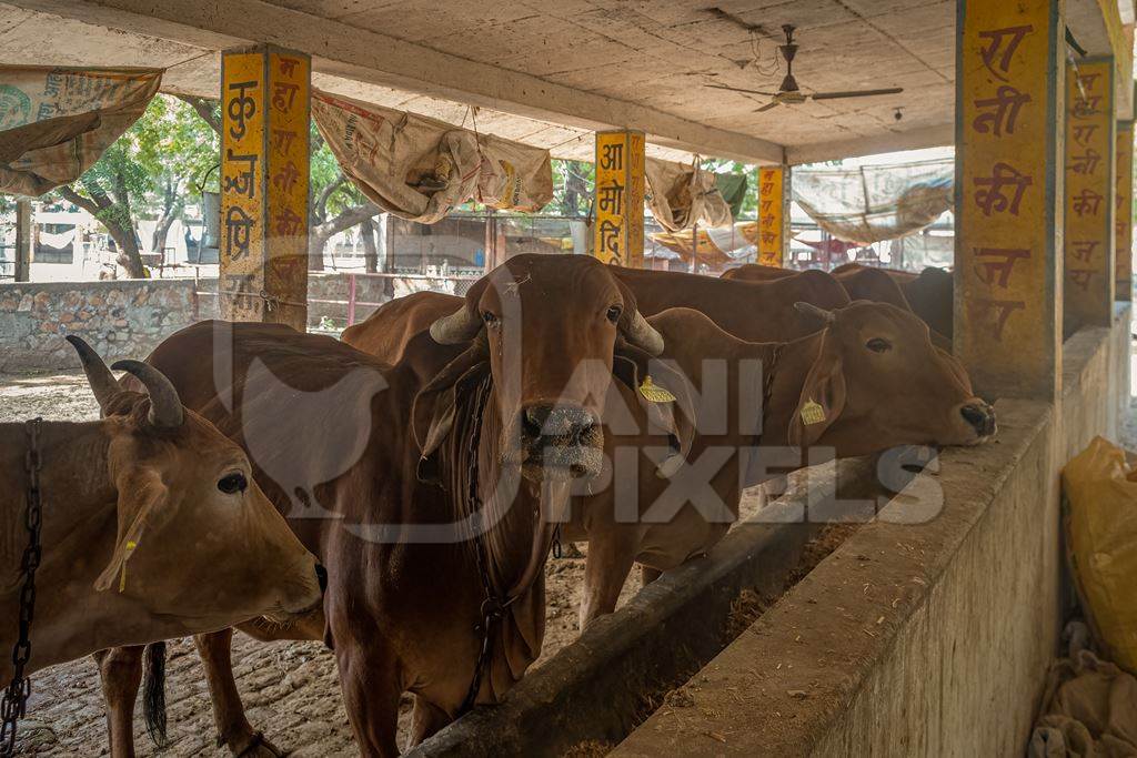 Female dairy cows chained up in a shed at a gaushala or goshala in Jaipur, India, 2022