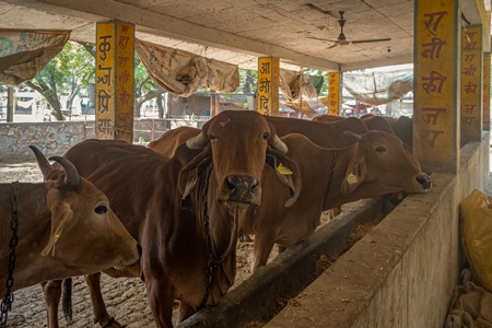 Female dairy cows chained up in a shed at a gaushala or goshala in Jaipur, India, 2022