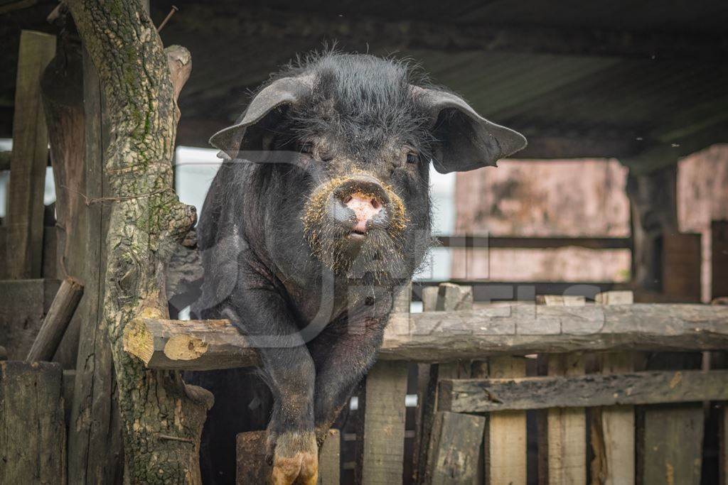 Solitary farmed Indian pig kept in wooden pigpen on a rural pig farm in Nagaland, India, 2018