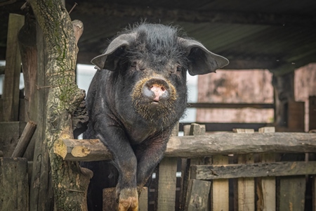 Solitary farmed Indian pig kept in wooden pigpen on a rural pig farm in Nagaland, India, 2018