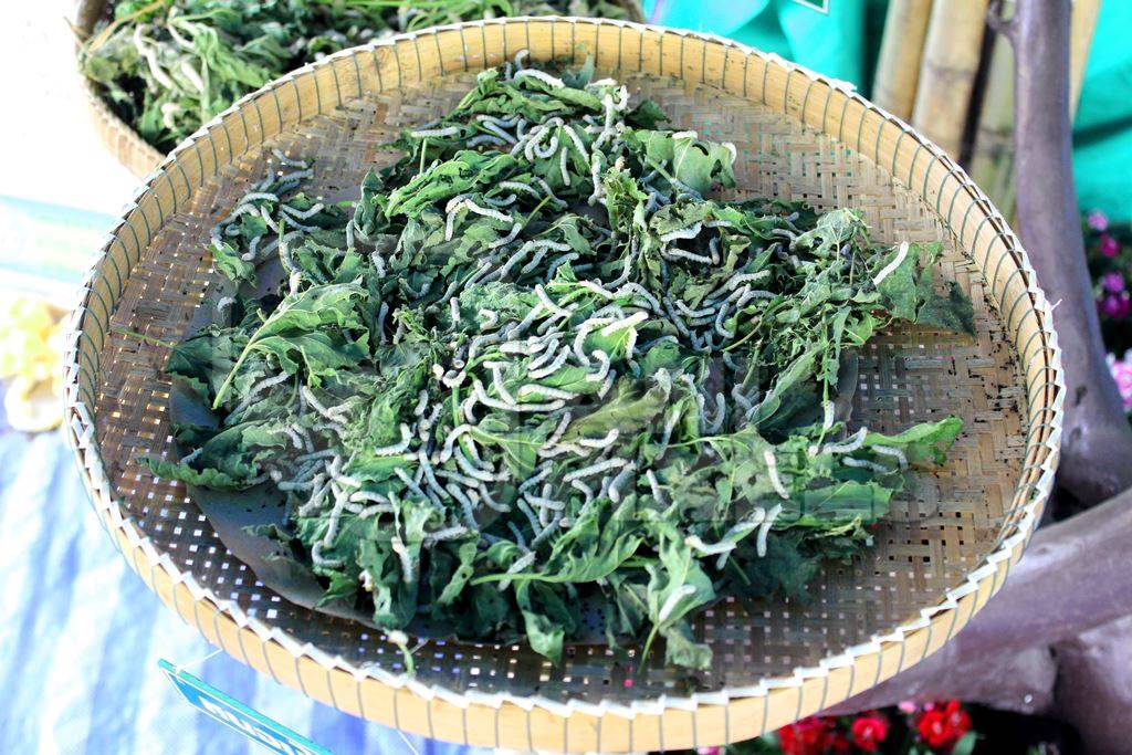 Silkworms eating mulberry leaves in basket