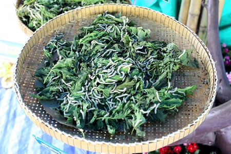 Silkworms eating mulberry leaves in basket