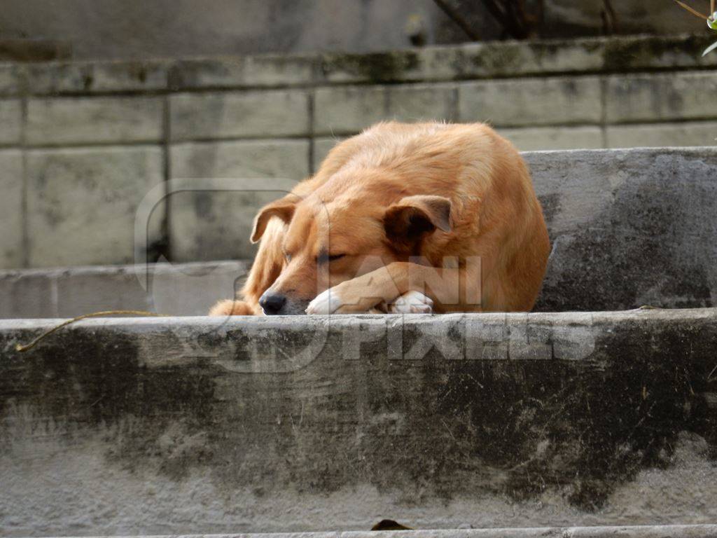 Brown street dog lying sleeping on ground