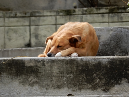 Brown street dog lying sleeping on ground