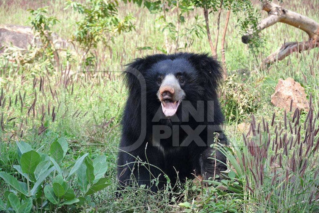 Black Indian sloth bear in greenery