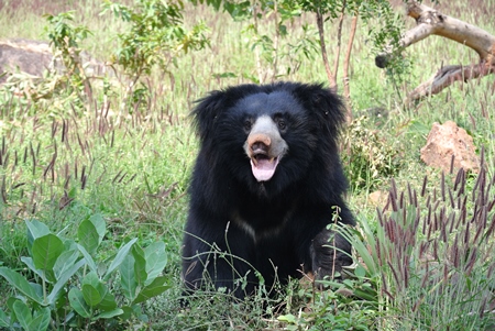 Black Indian sloth bear in greenery