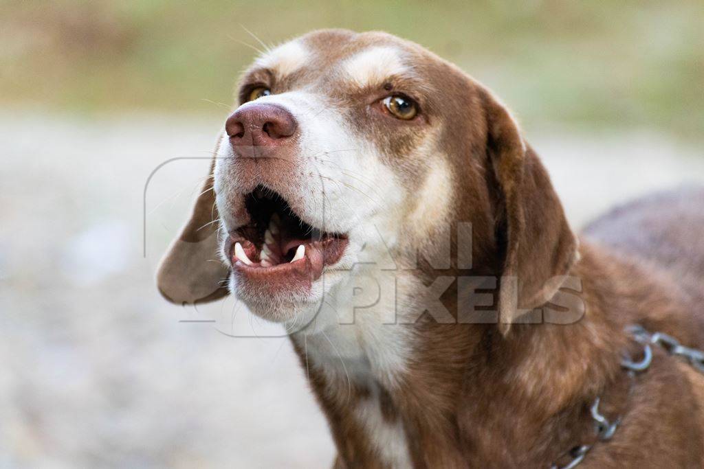 Photo of pet dog kept chained, India