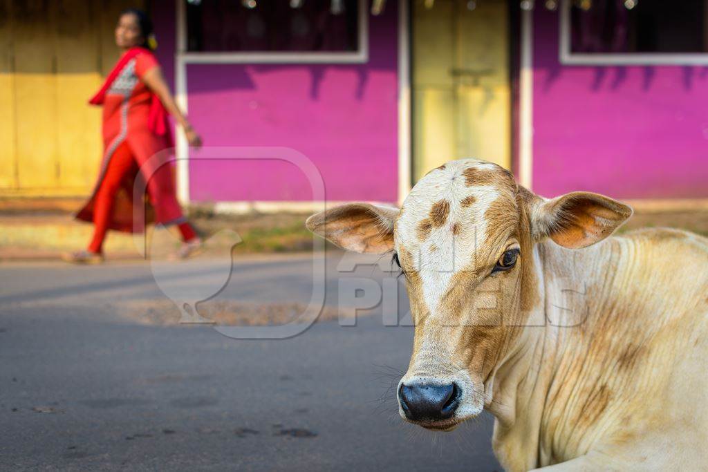 Indian street cow calf in the road with pink background in the village of Malvan, Maharashtra, India, 2022