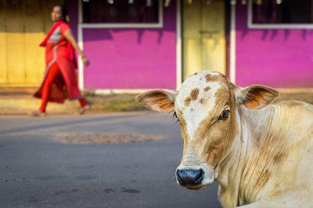 Indian street cow calf in the road with pink background in the village of Malvan, Maharashtra, India, 2022