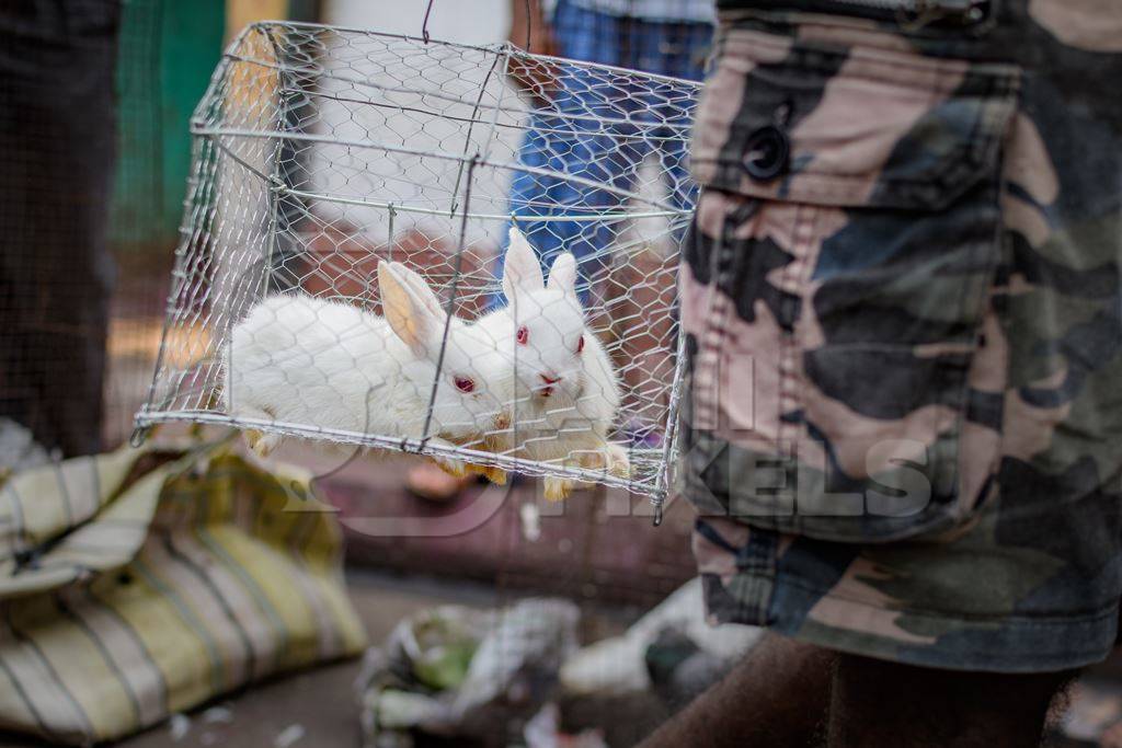 Baby white rabbits in cages on sale as pets at Galiff Street pet market, Kolkata, India, 2022