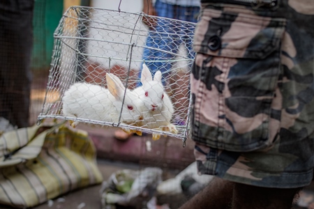 Baby white rabbits in cages on sale as pets at Galiff Street pet market, Kolkata, India, 2022