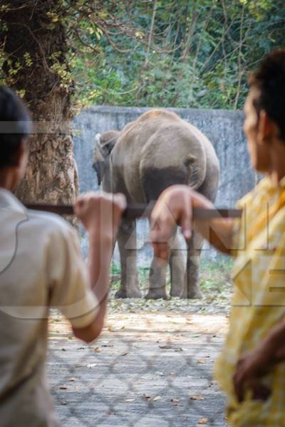 Boys watching captive elephant in enclosure at Byculla zoo