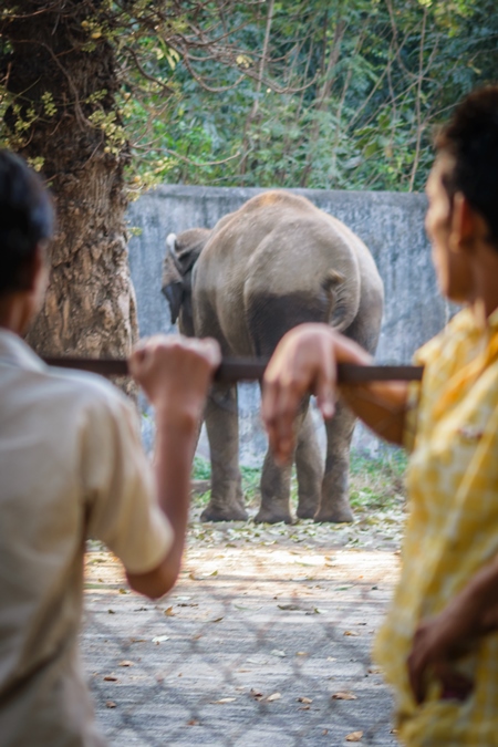 Boys watching captive elephant in enclosure at Byculla zoo