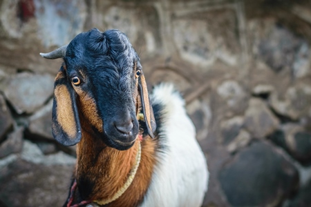 Brown and black baby goat tied up with grey background in an urban city