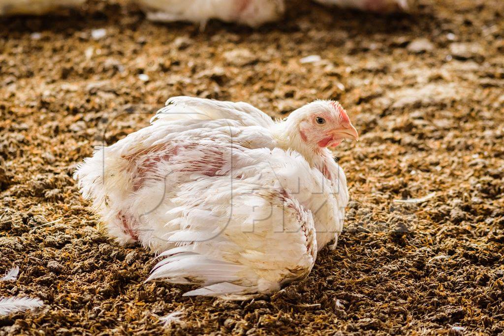 White broiler chickens raised for meat on a large poultry broiler farm in Maharashtra in India