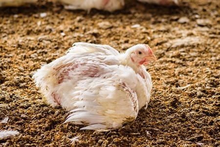 White broiler chickens raised for meat on a large poultry broiler farm in Maharashtra in India