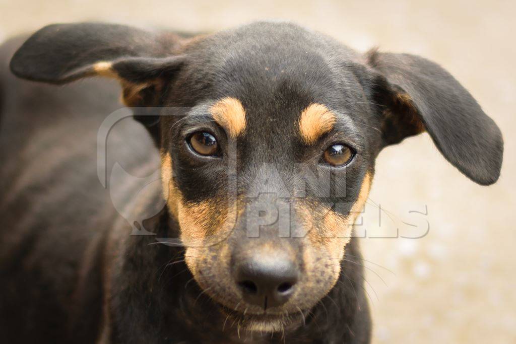 Stray street black and tan dog on road in Maharashtra