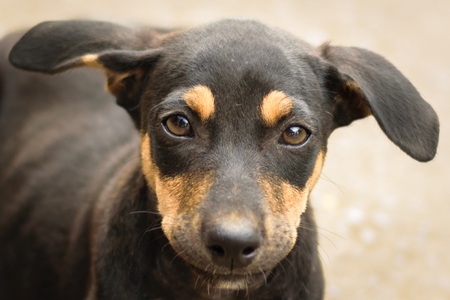 Stray street black and tan dog on road in Maharashtra