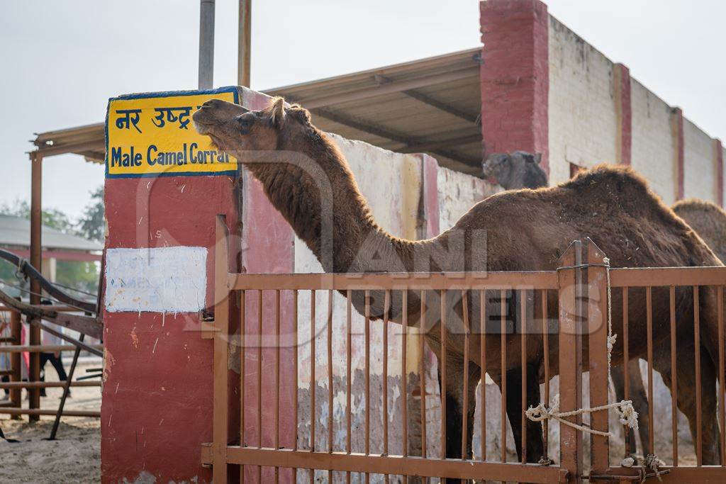 Male camel at the camel breeding farm at the National Research Centre on Camels in Bikaner