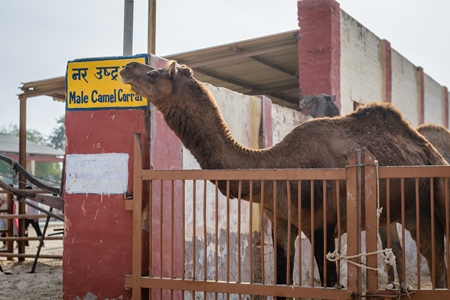 Male camel at the camel breeding farm at the National Research Centre on Camels in Bikaner