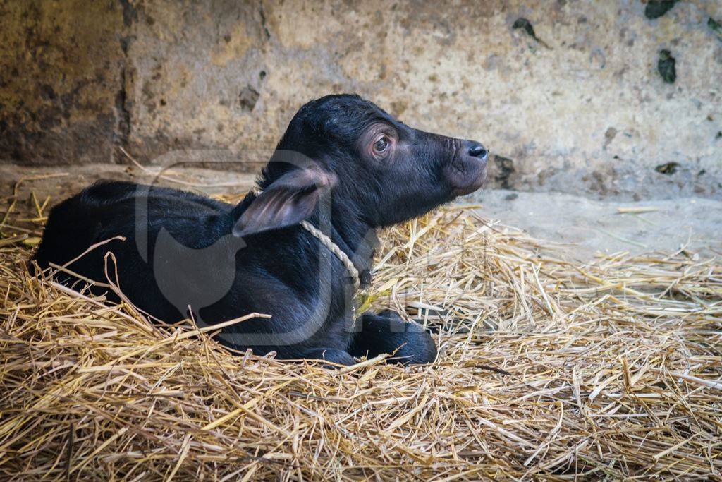 Small cute baby buffalo calf lying on straw in village in rural Bihar