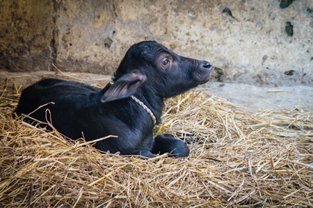Small cute baby buffalo calf lying on straw in village in rural Bihar