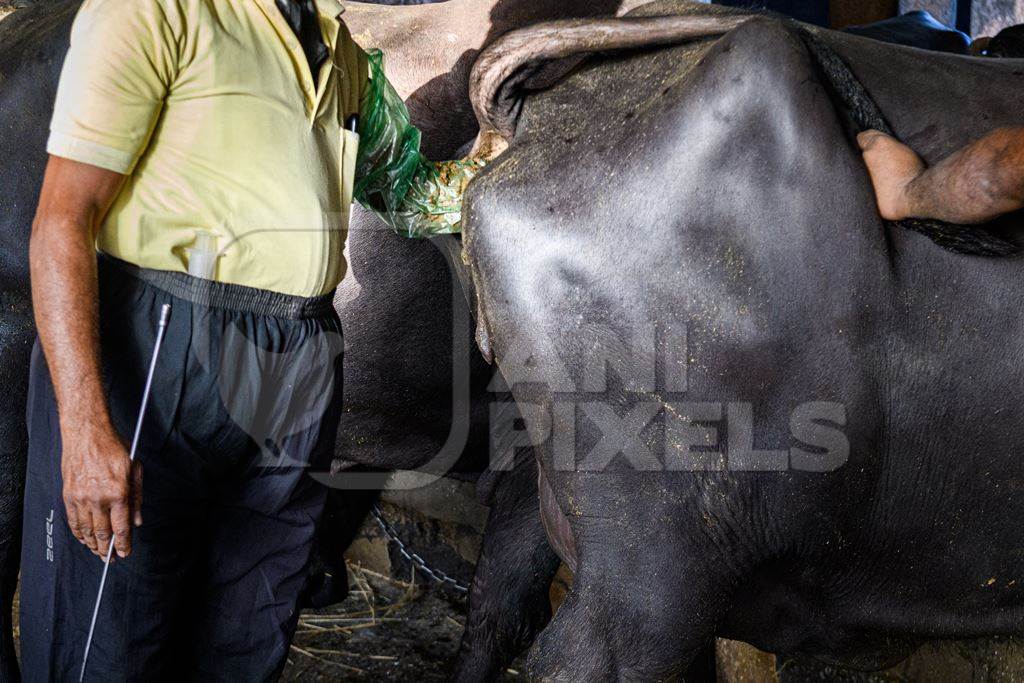 A farm worker and a veterinarian check a buffalo for pregnancy on an urban dairy farm or tabela, Aarey milk colony, Mumbai, India, 2023