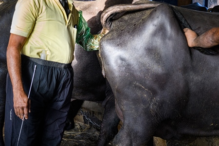 A farm worker and a veterinarian check a buffalo for pregnancy on an urban dairy farm or tabela, Aarey milk colony, Mumbai, India, 2023