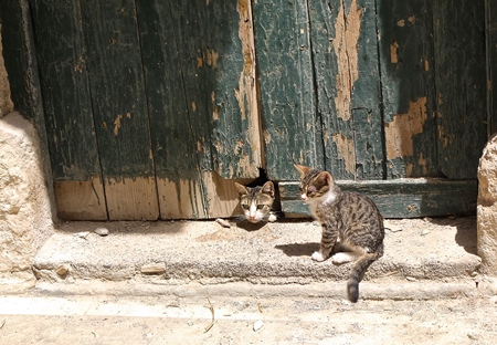 Two street kittens in front of door