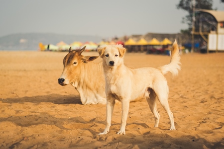 Street cows and street dogs on beach in Goa in India