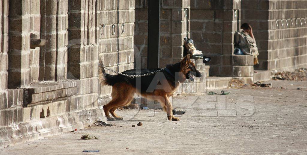 German shepherd pedigree pet dog kept on chain barking