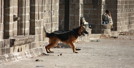 German shepherd pedigree pet dog kept on chain barking